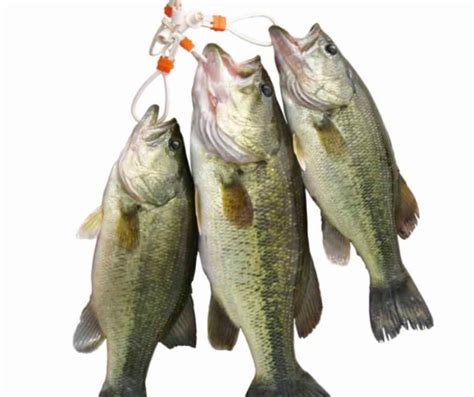 Putting Fish On Stringer 的图像结果