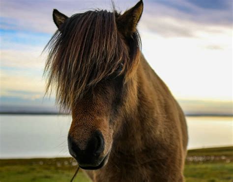 23 Popular Pony Breeds: Everything You Need to Know - A-Z Animals