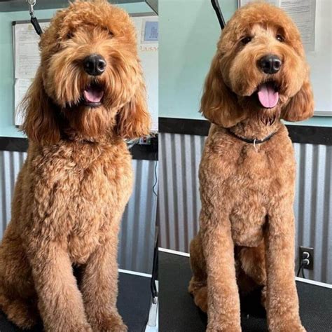 Image result for Haircuts for Cockapoo Dogs