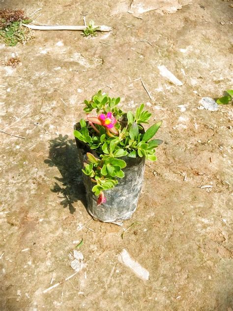 Red Kulfa ( Purslane) Plant in 4 inch polybag – Plantncr