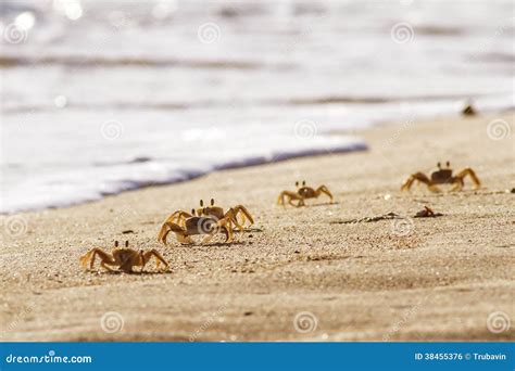 Crabs on beach stock photo. Image of nature, habitat - 38455376