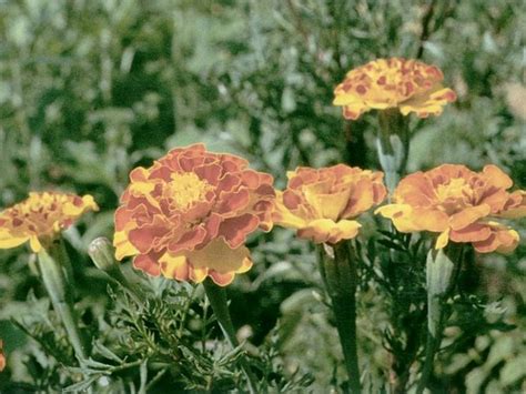 Physical Plasticity, spiritual meaning of flower, The Mother