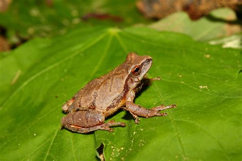 Spring Peeper (pseudacris crucifer) : For many, the jingling sound ...