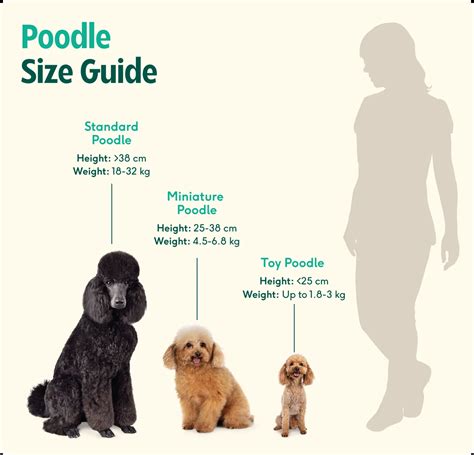 Toy Poodle breed insights: care, personality & expert tips | Lyka Blog