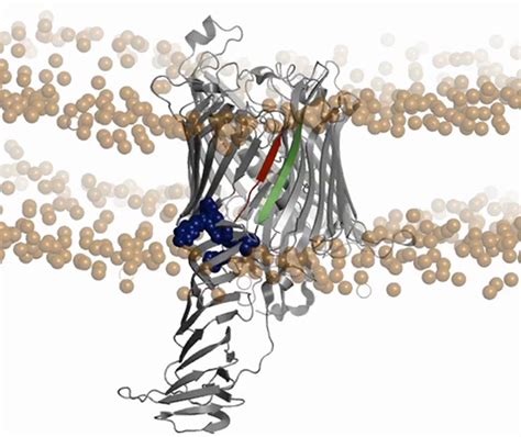 Lipopolysaccharide is inserted into the outer membrane through an ...