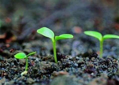 植物界中发芽最快的种子是什么_住范儿