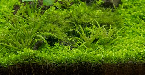 How to Grow Java Moss 的图像结果