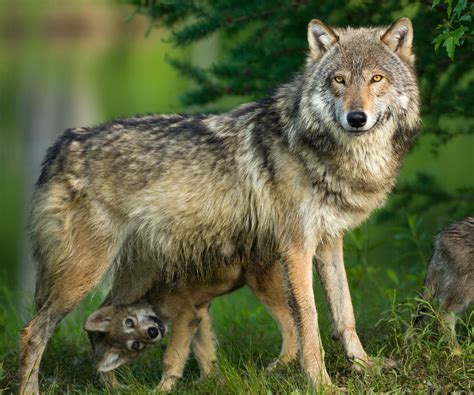 Domesticated Wolf Breeds Wolf Dog Breeds: Top 11 Stunning Hybrids