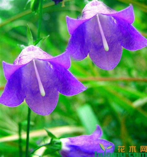 风铃草的花期-花卉百科-中国花木网