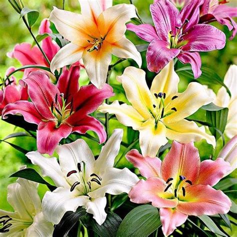 Buy Flower Bulbs to Sow in All Seasons online from Nurserylive at ...