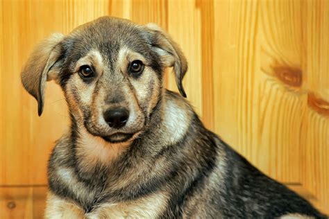 What Causes A Dogs Nose To Bleed