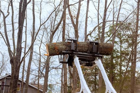 Image result for Felling Tree On Slope