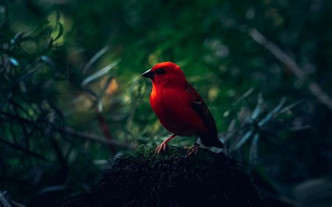 Download wallpaper 3840x2400 red bird, bird, bright, branches 4k ultra ...