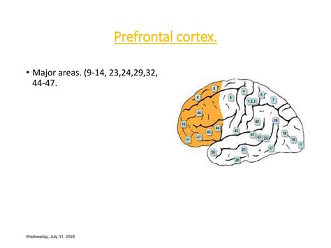 Kluver-Bucy Syndrome.ppt affecting cerebral cortex | PPT