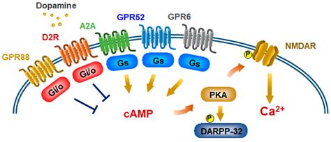 Potential Utility of Biased GPCR Signaling for Treatment of Psychiatric ...