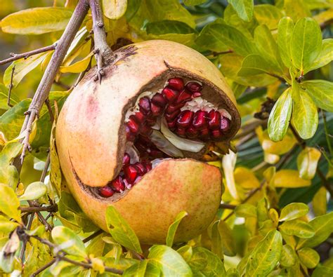 How to grow pomegranates: expert tips on this superfruit | Homes and ...
