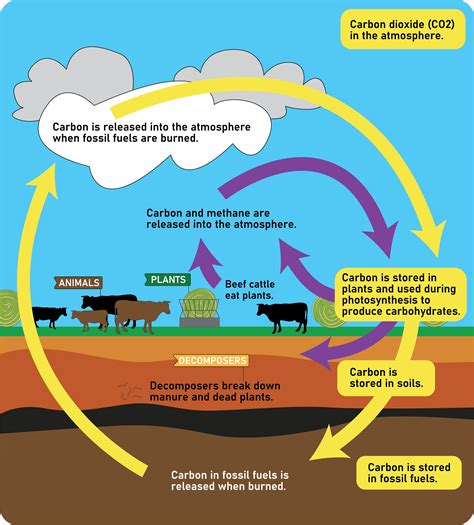 The Cycles of Matter - MN Ag Mag