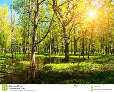 似梦幻般的森林在春天 库存图片. 图片 包括有 草原, 绿色, 温暖, 紫罗兰色, 春天, 结构树, 地产 - 116651295