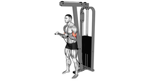 Cable Reverse Curl (sz Bar) - Video Guide & Tips