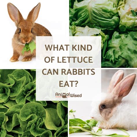 Can Rabbits Eat Cabbage