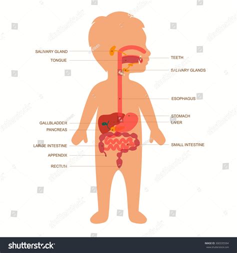 Image result for Child Digestive System