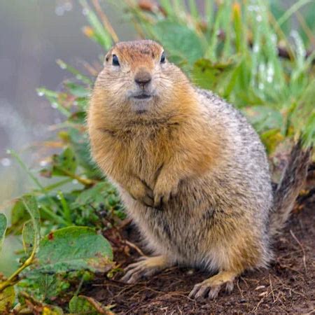 Image result for Gopher Types