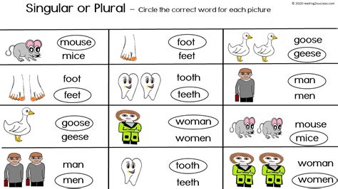 Reading2success: Irregular Plural Nouns: mice-mouse and calf-calves