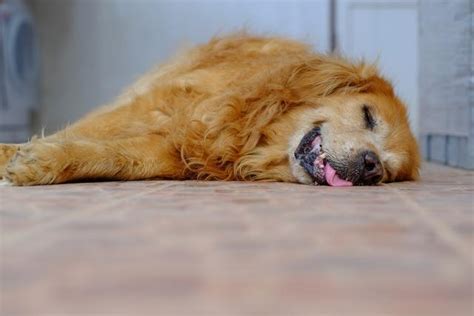 狗狗会做梦吗？狗狗做梦时有什么表现？它会梦见主人你吗？