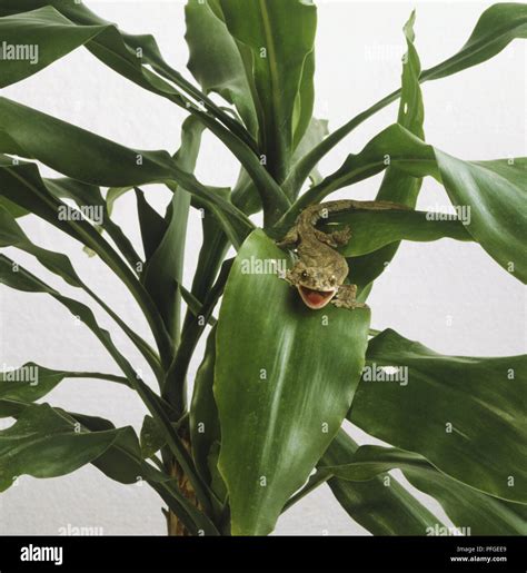 Flying geckos ptychozoon kuhli hi-res stock photography and images - Alamy