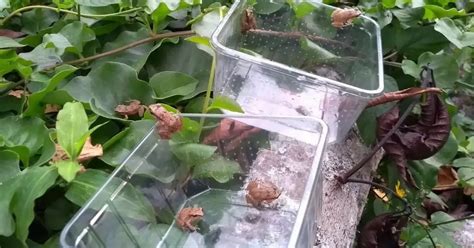 Image result for Alien Species Identified