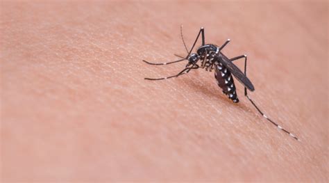 一个蚊子包就险要宝宝命，夏季防蚊有学问，父母要注意_孩子