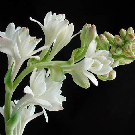 Tuberose Or Mexican Tuberose - Flowering Plants