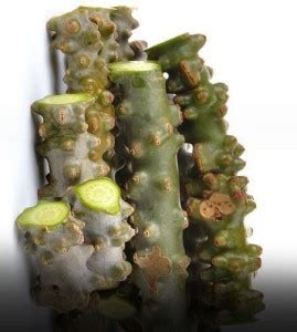 Sarvottam Enterprises Giloy, Tinospora Cordifolia, Guduchi, Amrita ...