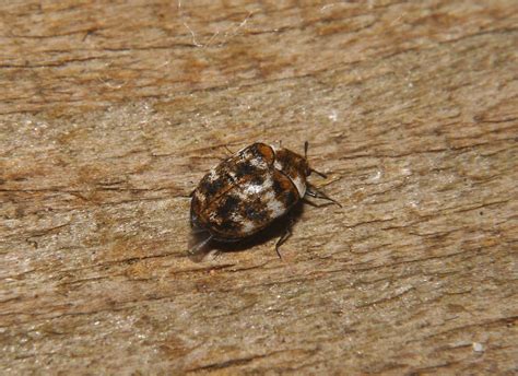 Northwest Norfolk Naturalists: Varied Carpet Beetle