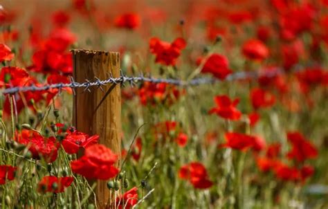 Download wallpaper summer, the fence, Maki, section flowers in ...