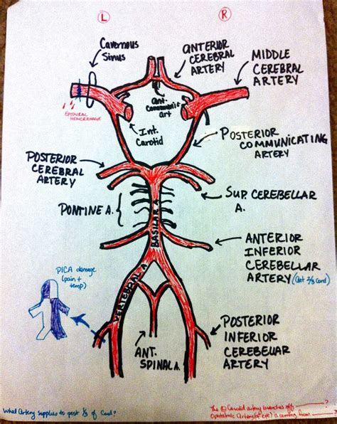 Boards part I visual help: Circle of Willis