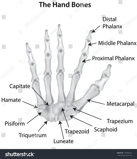 Labeled Hand Bones Diagram Carpals Stock Photo 179896616 : Shutterstock
