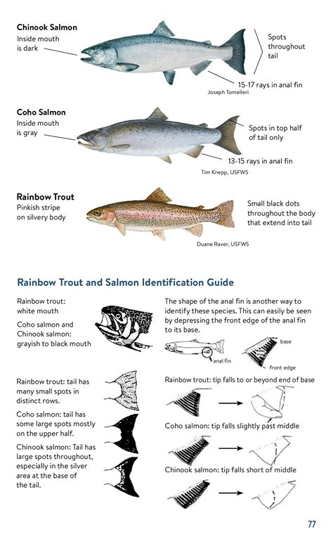 MN Fishing Regulations 2021 - Isaac Dixson - Page 77 | Flip PDF Online ...