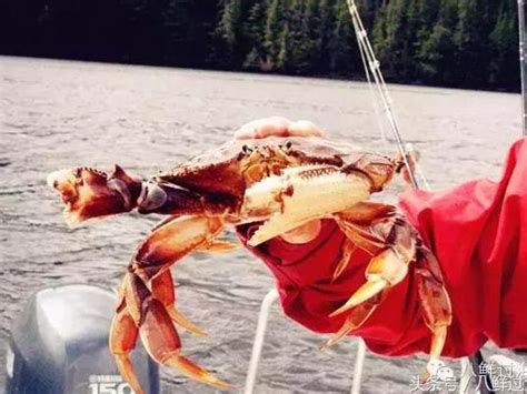加拿大珍宝蟹：抓母蟹会被罚，比中国大闸蟹大太多