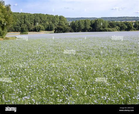 Image result for Linseed Field