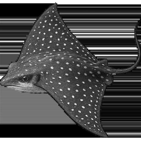 AnimalHub: Blobfish, Psychrolutes Marcidus - Facts, diet, habitat & more