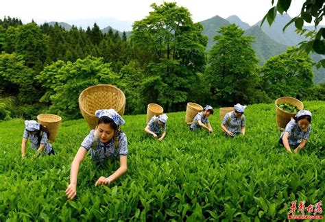 茂名：又是一年采茶季 | “一片叶子”托起信宜群众生态致富梦 _www.isenlin.cn