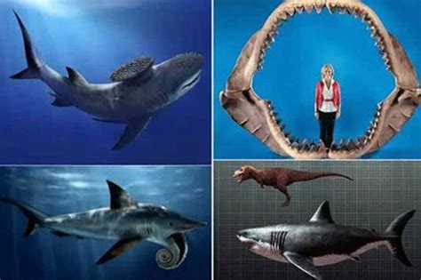 巨齿鲨pk五头鲨,巨齿鲨vs大王乌贼,霸王鲨(第4页)_大山谷图库