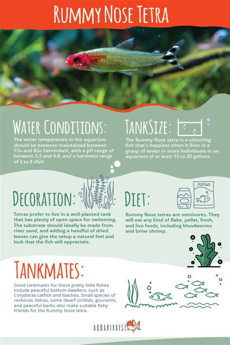rummy nose tetra water parameters apk v1.8.8