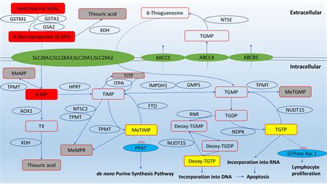 Azathioprine Mechanism Of Action