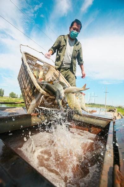 新疆呼图壁：鱼丰收 保供应-人民图片网