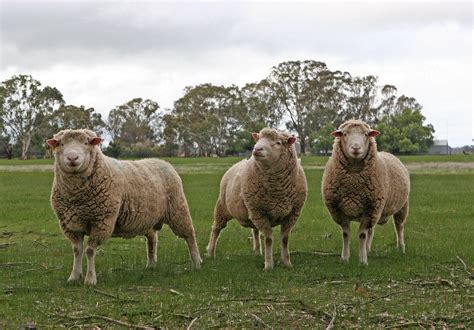 Three Merino Sheep in Pastoral Field Free Stock Photo | FreeImages