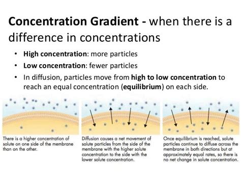 Image result for Concentration Gradient Cell Membrane