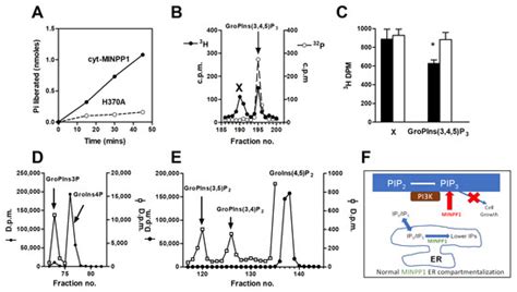 Multiple Inositol Polyphosphate Phosphatase Compartmentalization ...