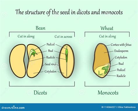 Vector Education Botany Banner, Structure Monocot and Dicot Plant Seeds ...